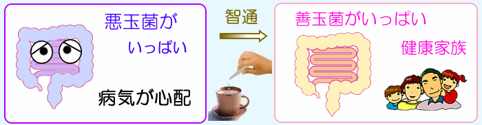 腸を守る智通
