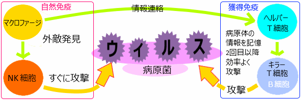 免疫力向上